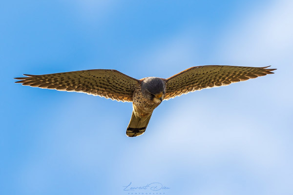 Faucon crécerelle (Falco tinnunculus) Common Kestrel.